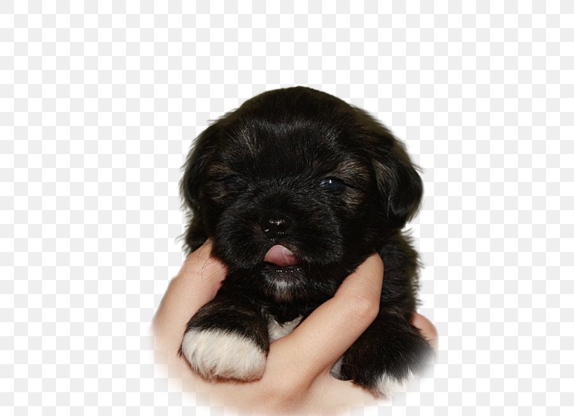 Lhasa Apso Schnoodle Tibetan Terrier Puppy Havanese Dog, PNG, 467x594px