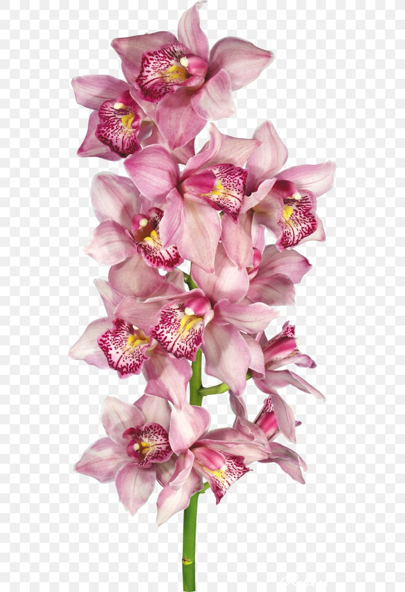 Orchids Clip Art, PNG, 545x1200px, Orchids, Birthday, Cut Flowers, Drawing, Floral Design Download Free