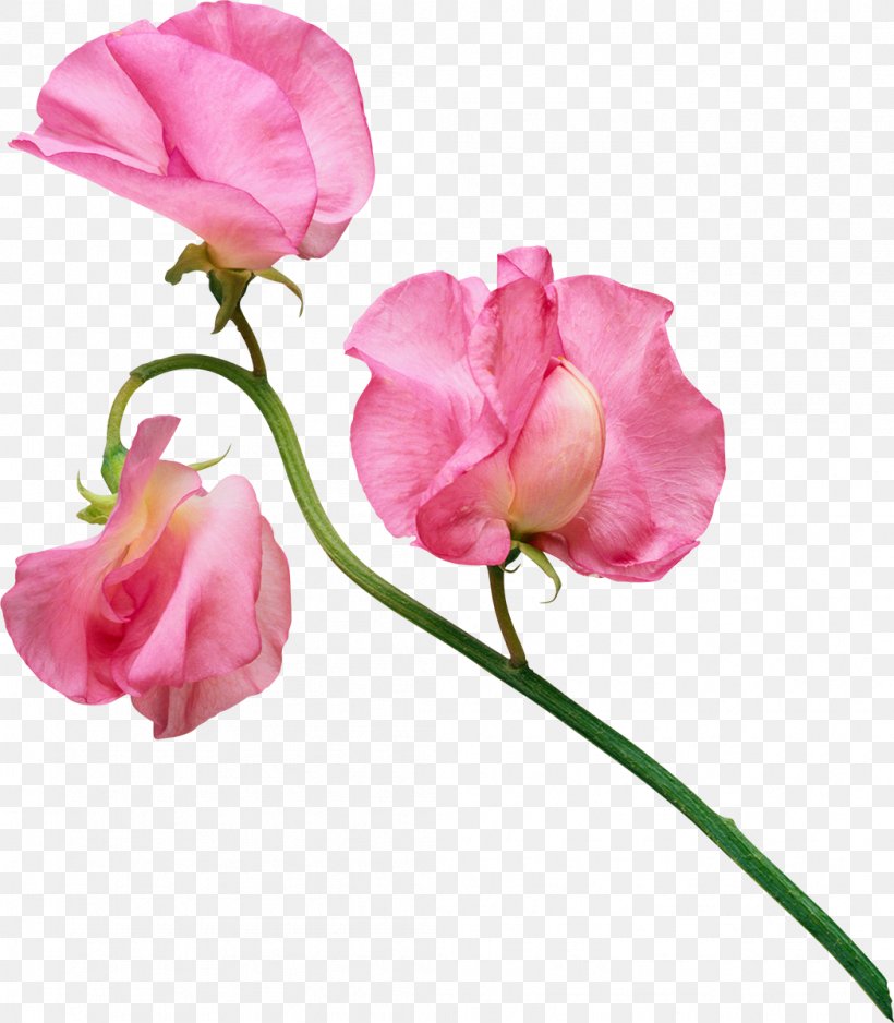 Sweet Pea Flower Stock Photography Clip Art, PNG, 1048x1200px, Sweet Pea, Annual Plant, Botanical Illustration, Bud, Cut Flowers Download Free