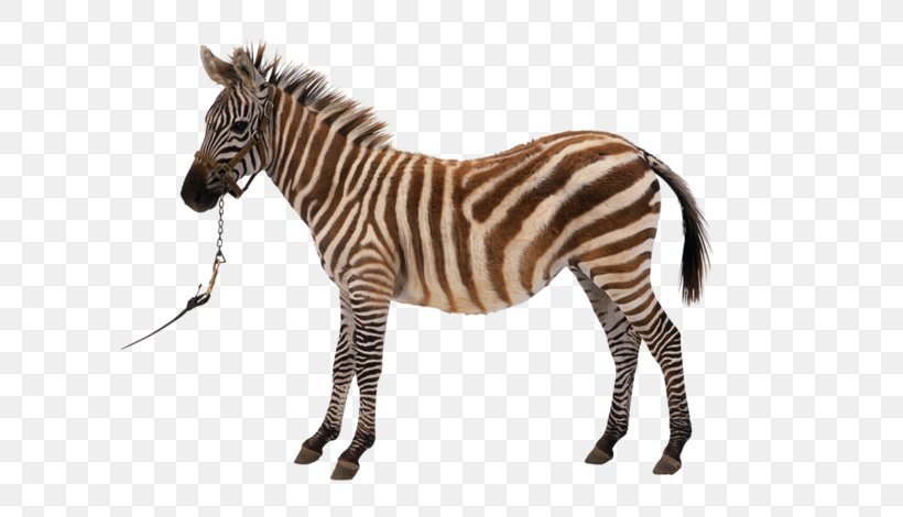 Zebra Clip Art, PNG, 600x470px, Zebra, Animal Figure, Fur, Horse Like Mammal, Mammal Download Free