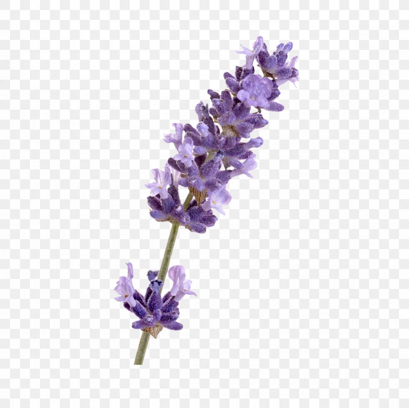English Lavender French Lavender Flower, PNG, 2362x2362px, English Lavender, Common Sage, Crayola Llc, Flower, Flowering Plant Download Free