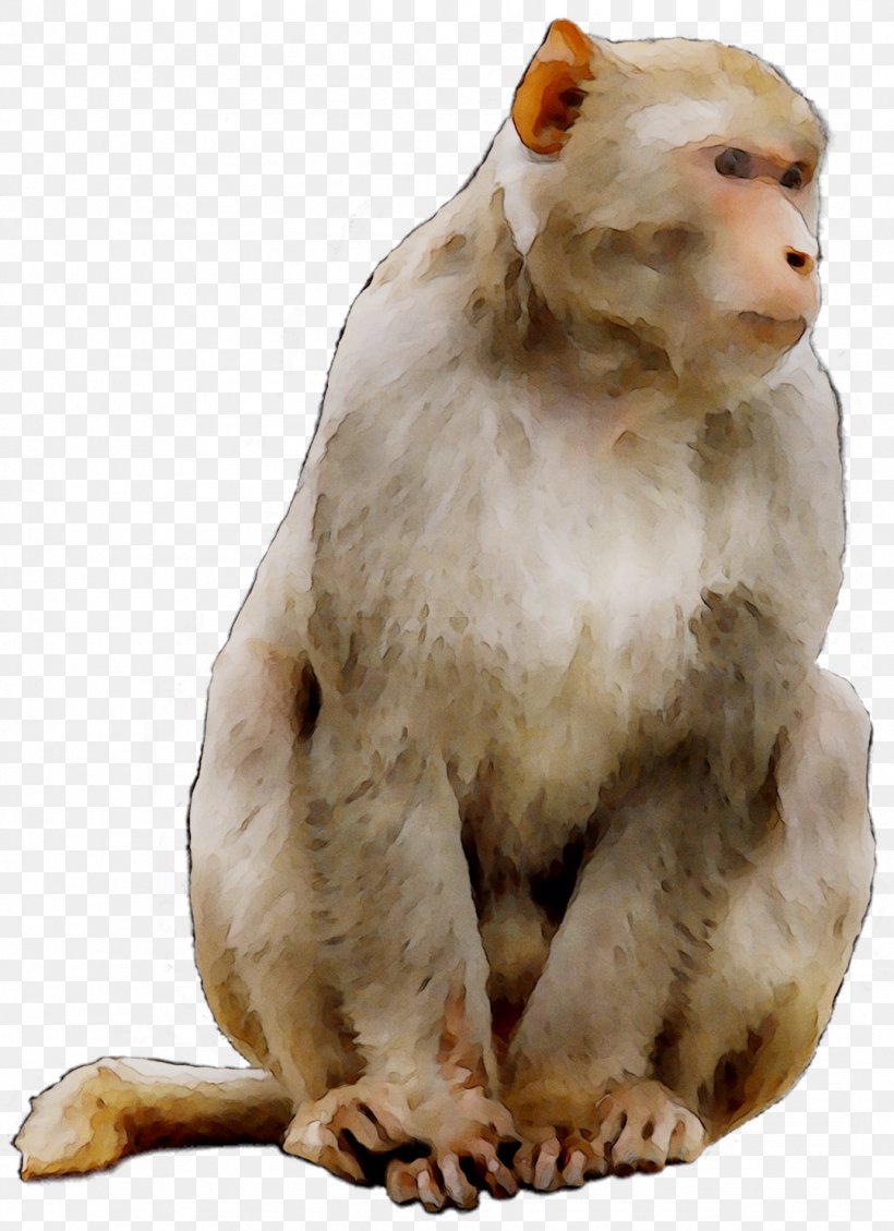 Macaque Horoscope Chinese Astrology Year Monkey, PNG, 1079x1486px, Macaque, Animal Figure, Calendar, Cat, Chinese Astrology Download Free