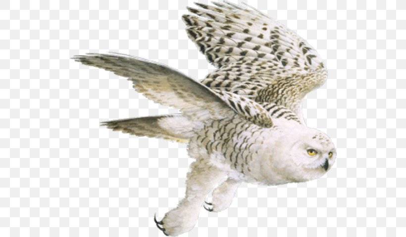 Owl Digital Art Painting Feather, PNG, 541x480px, Owl, Animal, Art, Beak, Bird Download Free
