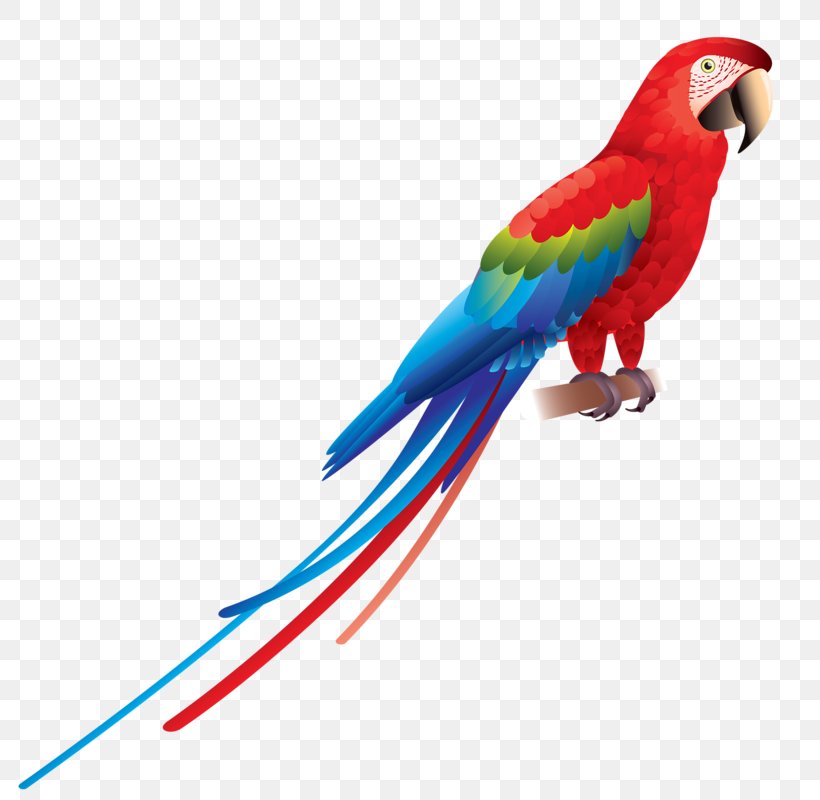 Parrot Bird Red-and-green Macaw Scarlet Macaw Blue-and-yellow Macaw, PNG, 789x800px, Parrot, Beak, Bird, Blueandyellow Macaw, Common Pet Parakeet Download Free