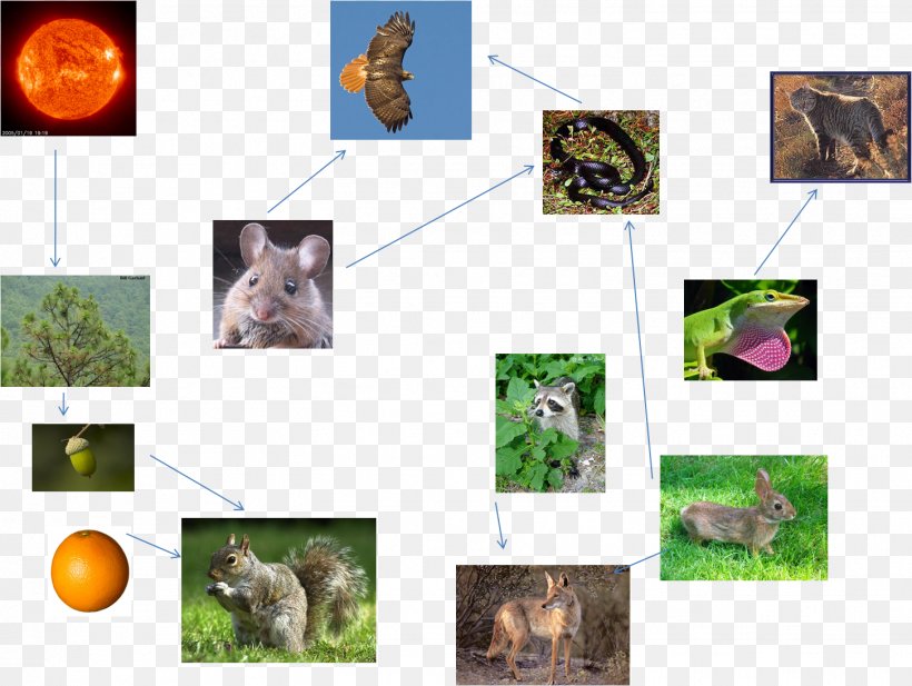 Red-tailed Hawk Food Chain Food Web, PNG, 1452x1094px, Redtailed Hawk, Biome, Collage, Diet, Eagle Download Free