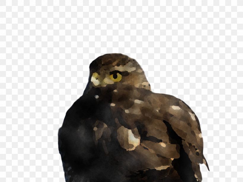 Common Buzzard Buzzard Hawk Owl M Beak, PNG, 1920x1440px, Common Buzzard, Beak, Buzzard, Hawk, Owl M Download Free