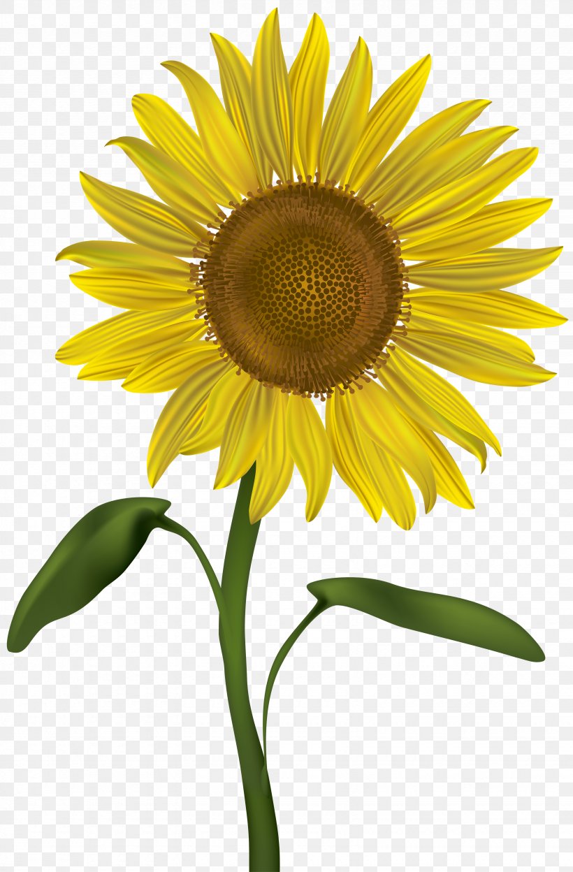 Common Sunflower Clip Art, PNG, 3285x5000px, Common Sunflower, Asterales, Black And White, Color, Daisy Family Download Free