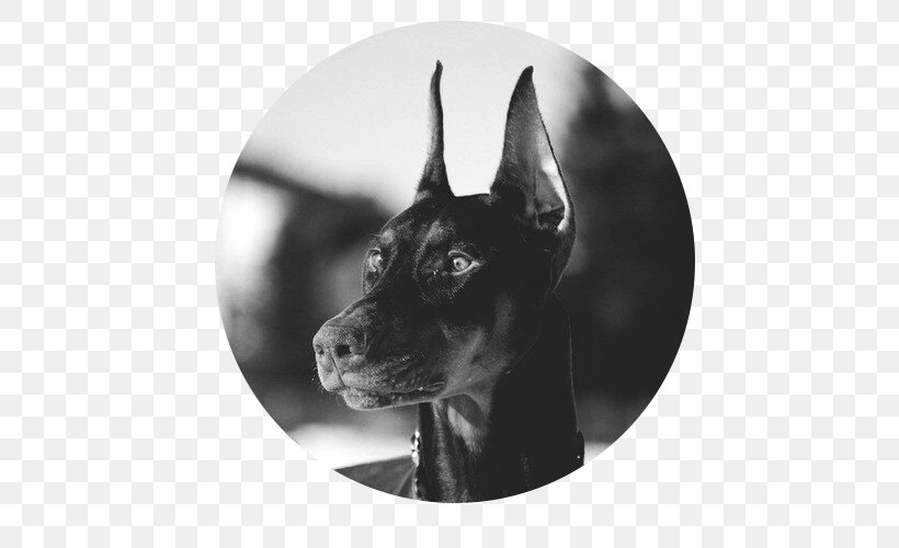 Dobermann German Pinscher Miniature Pinscher German Shepherd Puppy, PNG, 500x500px, Dobermann, Black, Black And White, Border Collie, Breed Download Free