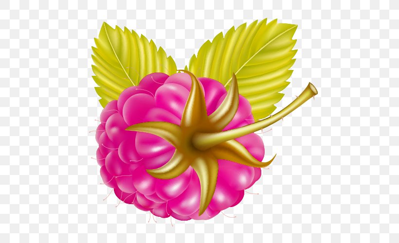 Fruit Clip Art, PNG, 500x500px, Fruit, Auglis, Berry, Cut Flowers, Dahlia Download Free