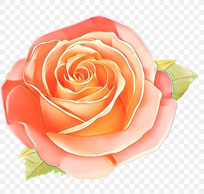 Garden Roses, PNG, 1023x975px, Cartoon, Floribunda, Flower, Garden Roses, Hybrid Tea Rose Download Free
