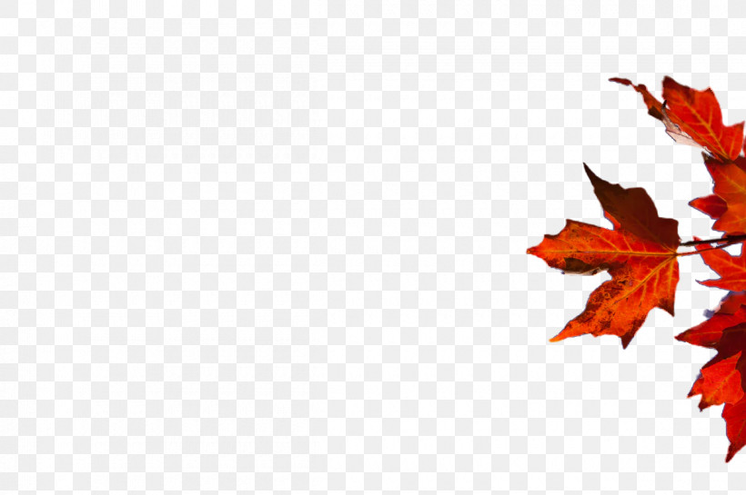 Maple Leaf, PNG, 1200x798px, Maple Leaf, Autumn, Autumn Leaf Color, Color, Evergreen Download Free