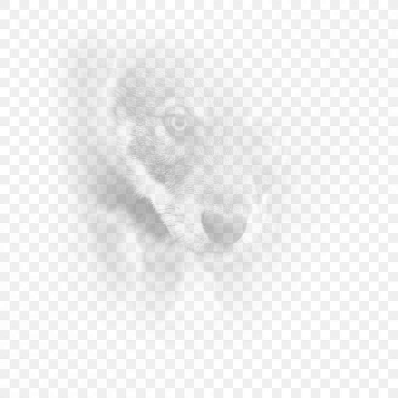 Puppy Dog Breed Snout Drawing, PNG, 1000x1000px, Puppy, Black And White, Breed, Carnivoran, Close Up Download Free