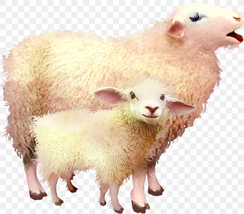 Sheep–goat Hybrid Sheep–goat Hybrid Clip Art, PNG, 1006x880px, 2015, Sheep, Cattle, Cow Goat Family, Domestic Pig Download Free