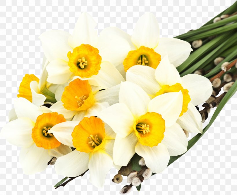 The Secret Language Of Flowers Daffodil Desktop Wallpaper White, PNG, 1276x1050px, Secret Language Of Flowers, Amaryllis Family, Cattleya, Cut Flowers, Daffodil Download Free