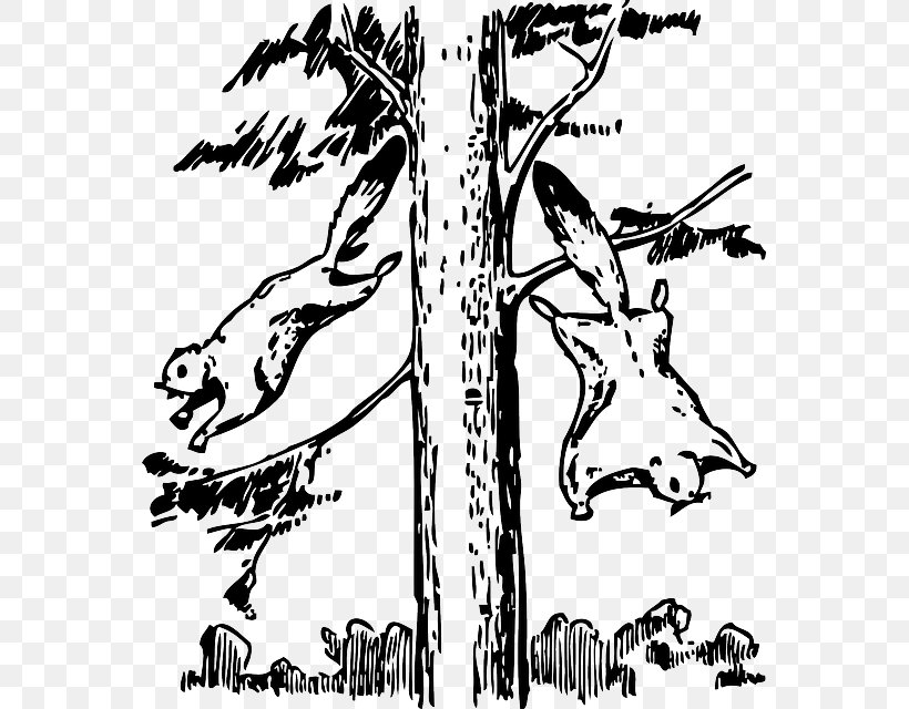 Flying Squirrel Clip Art Coloring Book Rodent, PNG, 563x640px, Squirrel, Animal, Art, Bird, Black Download Free