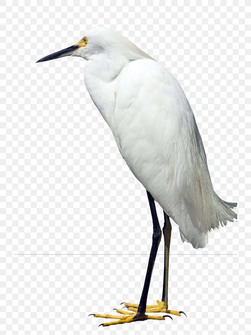 Great Egret Heron Bird Snowy Egret, PNG, 730x1095px, Great Egret, Beak, Bird, Cattle Egret, Ciconiiformes Download Free