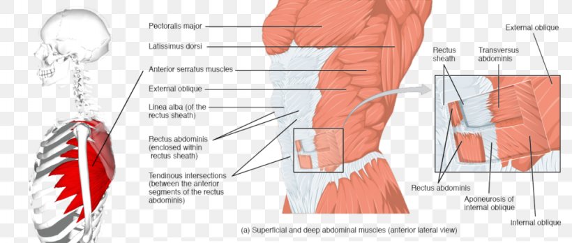Rectus Abdominis Muscle Abdominal Wall Abdomen Transverse Abdominal Muscle, PNG, 1024x435px, Watercolor, Cartoon, Flower, Frame, Heart Download Free