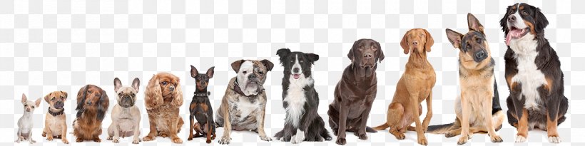 Shiba Inu Dog Breed Maltese Dog Dachshund Puppy, PNG, 1140x285px, Shiba Inu, Bichon Frise, Breed, Dachshund, Dog Download Free