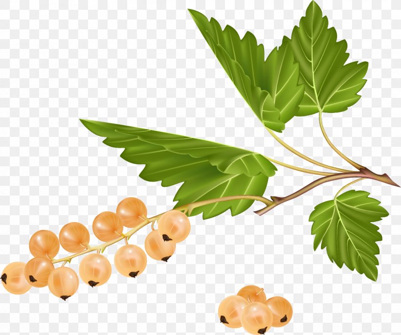 White Currant Redcurrant Ribes Aureum T-shirt Blackcurrant, PNG, 1242x1038px, White Currant, Berry, Blackcurrant, Branch, Currant Download Free
