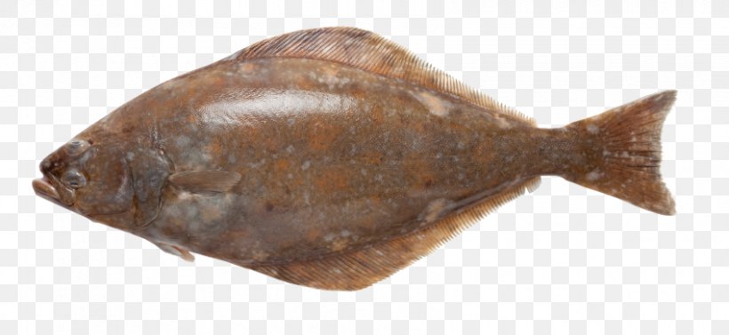 Flounder Sole Atlantic Halibut Fish, PNG, 849x391px, Flounder, Alamy, Atlantic Halibut, Bony Fish, Fish Download Free