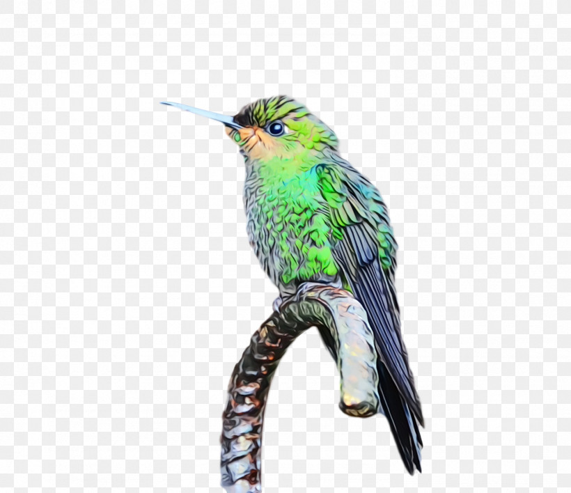 Hummingbird, PNG, 1482x1280px, Bird, Beak, Coraciiformes, Cuculiformes, Hummingbird Download Free