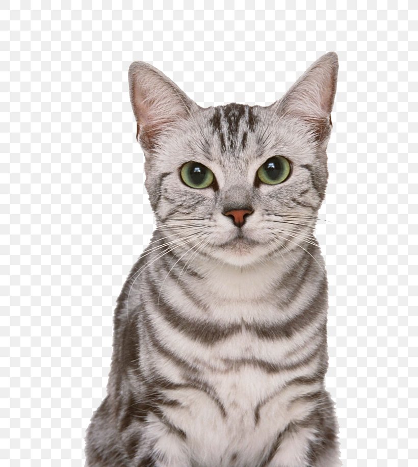 American Shorthair Pictures, PNG, 650x916px, British Shorthair, American Shorthair, American Wirehair, Asian, Australian Mist Download Free