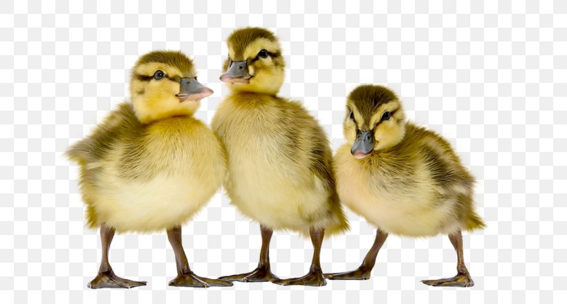 Mallard Goose Duck Fauna Beak, PNG, 700x440px, Mallard, Beak, Bird, Duck, Ducks Geese And Swans Download Free