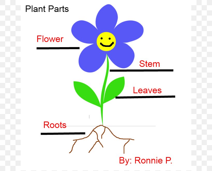 Plant Stem Root Flower Clip Art, PNG, 660x660px, Plant, Area, Artwork, Biological Life Cycle, Bud Download Free
