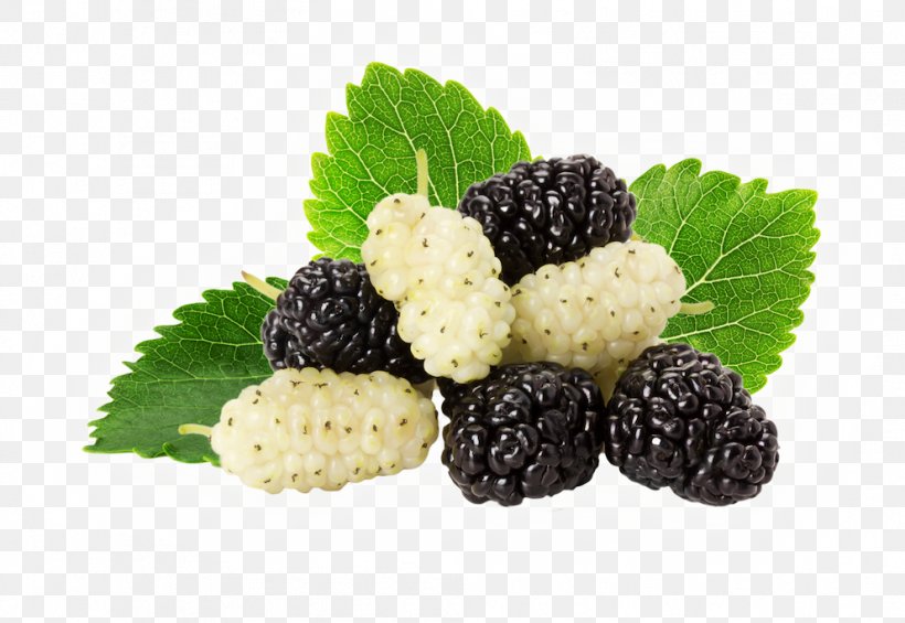 Black Mulberry White Mulberry Stock Photography, PNG, 992x684px, Black Mulberry, Berry, Blackberry, Blueberry, Boysenberry Download Free