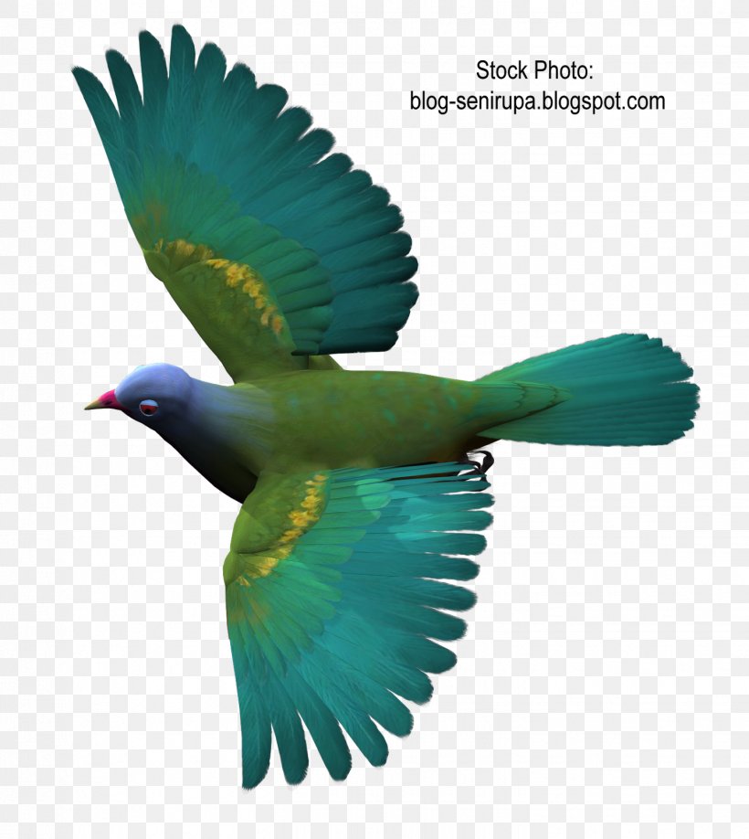 Columbidae Bird Flight Color, PNG, 1428x1600px, Columbidae, Beak, Bird, Bird Flight, Color Download Free