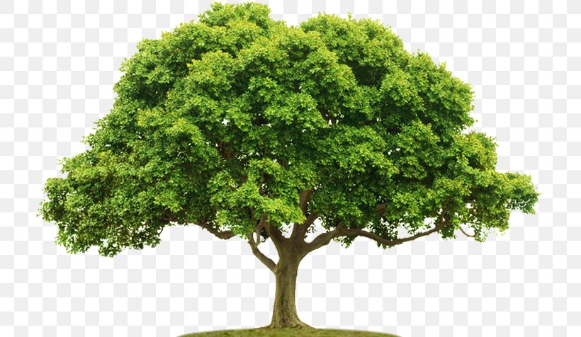 Tree, PNG, 719x476px, Tree, Branch, Display Resolution, Grass, Houseplant Download Free