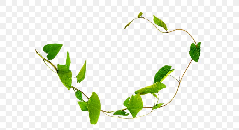 Liana Field Bindweed Plant Vine Thorns, Spines, And Prickles, PNG, 600x447px, Liana, Branch, Field Bindweed, Flower, Grass Download Free