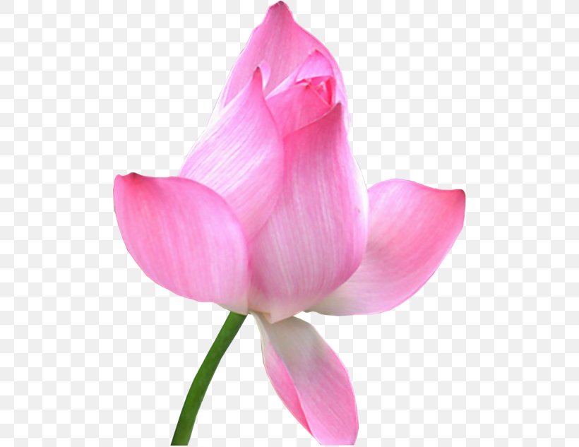 Nelumbo Nucifera Flower Water Lily Clip Art, PNG, 500x633px, Nelumbo Nucifera, Aquatic Plant, Blume, Bud, Flower Download Free