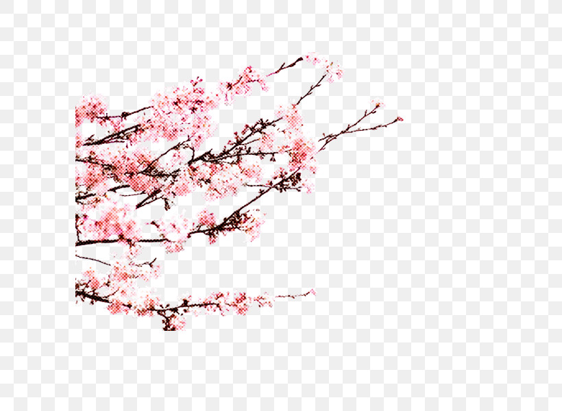Cherry Blossom, PNG, 600x600px, Blossom, Branch, Cherry Blossom, Flower, Pink Download Free