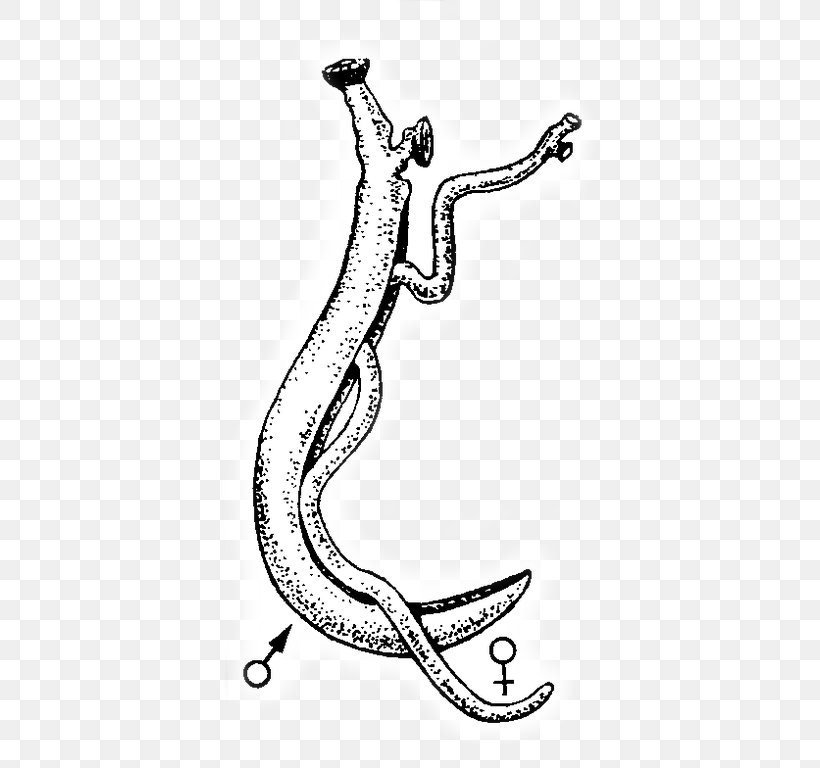 Flukes Schistosomiasis Schistosoma Haematobium Biological Life Cycle Schistosoma Japonicum, PNG, 396x768px, Flukes, Area, Art, Artwork, Biological Life Cycle Download Free
