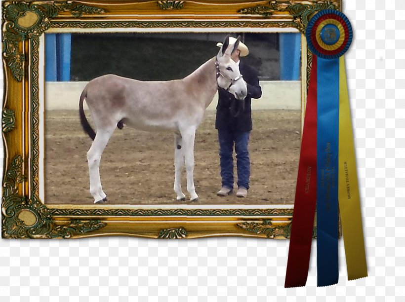 Foal Mare Stallion Donkey Halter, PNG, 1211x904px, Foal, Colt, Donkey, Halter, Horse Download Free