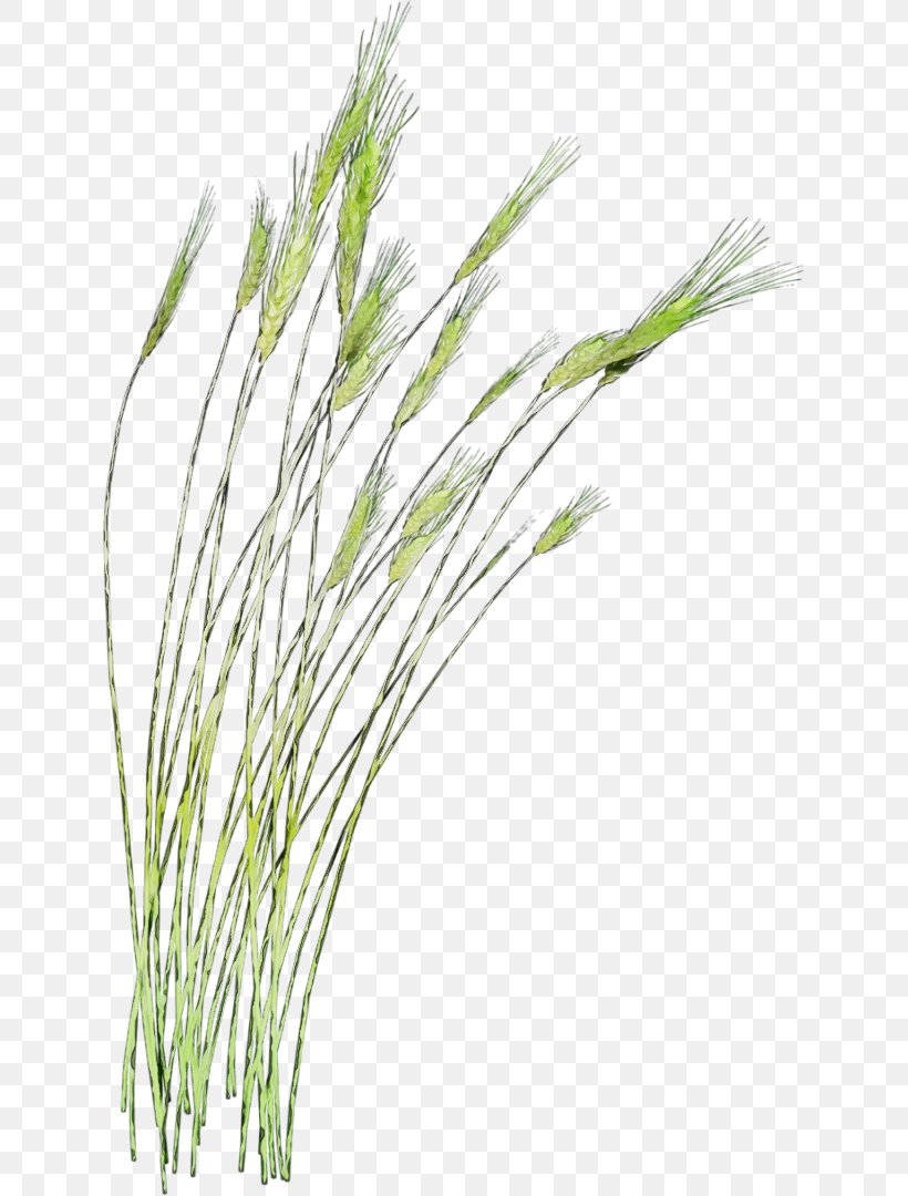 Watercolor Flower Background, PNG, 634x1080px, Watercolor, Barleys, Chrysopogon, Elymus Repens, Emmer Download Free