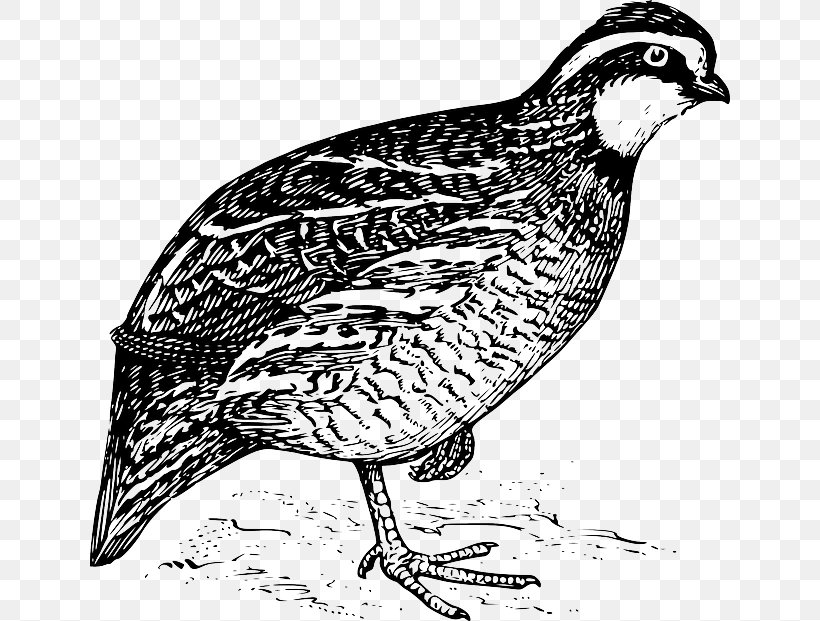 California Quail Northern Bobwhite Clip Art, PNG, 640x621px, Quail, Beak, Bird, Black And White, California Quail Download Free