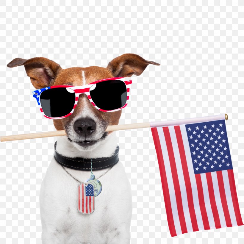 Dog Cat Independence Day Pet Veterinarian, PNG, 894x894px, Dog, Animal Shelter, Cat, Companion Dog, Dog Breed Download Free