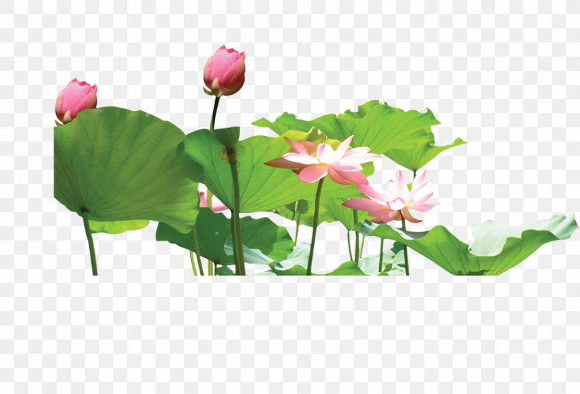 Nelumbo Nucifera Aquatic Plant Download Lotus Effect, PNG, 866x589px, Watercolor, Cartoon, Flower, Frame, Heart Download Free