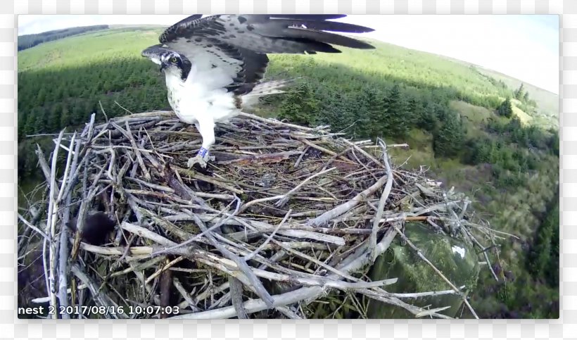 Bird Nest Hawk NEST+m Beak, PNG, 2728x1608px, Bird, Animal, Beak, Bird Nest, Bird Of Prey Download Free