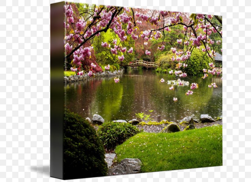 Cherry Blossom Botanical Garden Nature Pond, PNG, 650x593px, Cherry Blossom, Blossom, Botanical Garden, Botany, Cherry Download Free