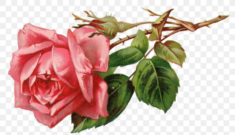 Rose Pink Clip Art Flower Image, PNG, 800x471px, Rose, Antique, Artificial Flower, Blue, Bud Download Free