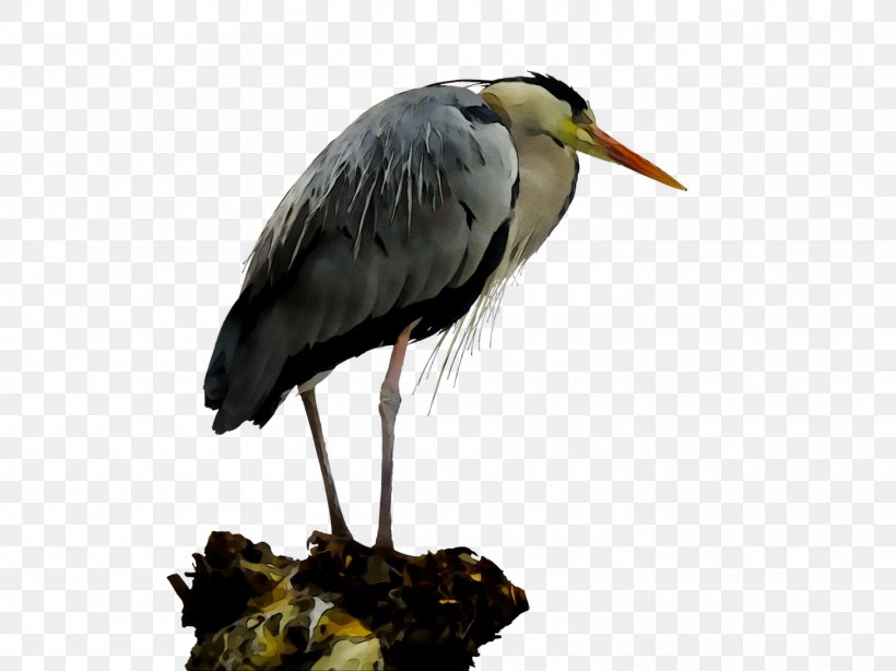 White Stork Heron Beak Wader, PNG, 1459x1094px, White Stork, Beak, Bird, Ciconiiformes, Crane Download Free