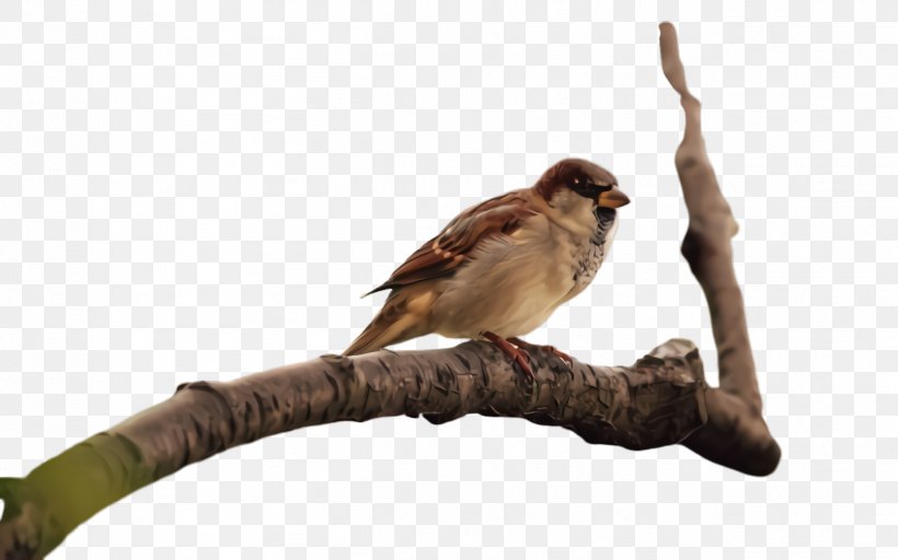Bird Beak Sparrow House Sparrow Perching Bird, PNG, 2528x1580px, Bird, Beak, Branch, Cuckoo, Emberizidae Download Free