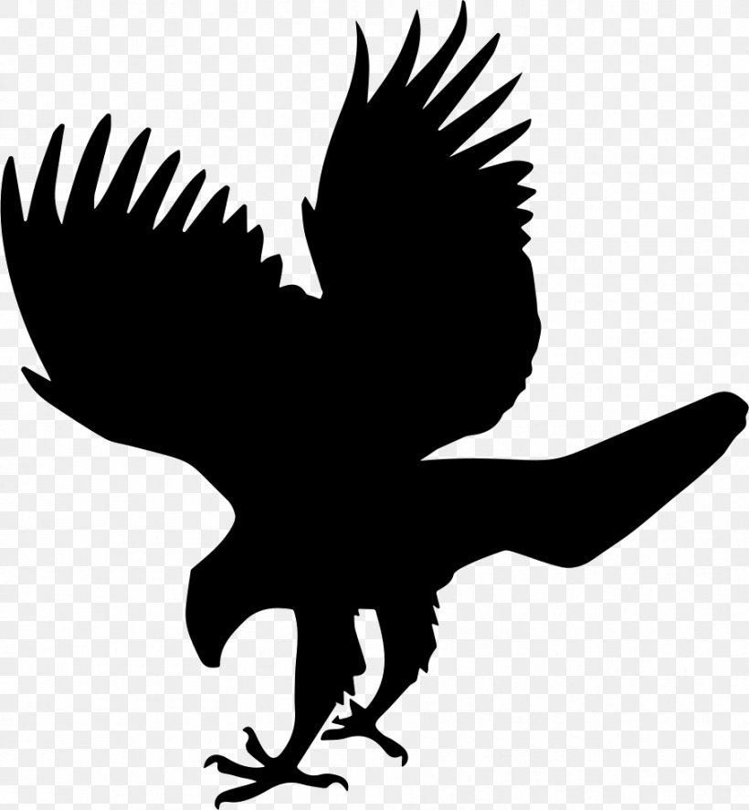 Bird Falcon Hawk, PNG, 906x981px, Bird, Accipitridae, Animal, Artwork, Beak Download Free