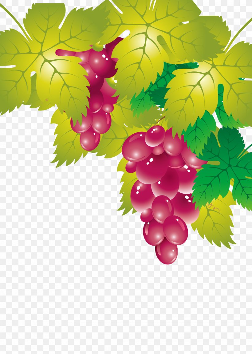 Grape Leaves Seedless Fruit, PNG, 2131x2991px, Grape, Branch, Cartoon, Flowering Plant, Food Download Free