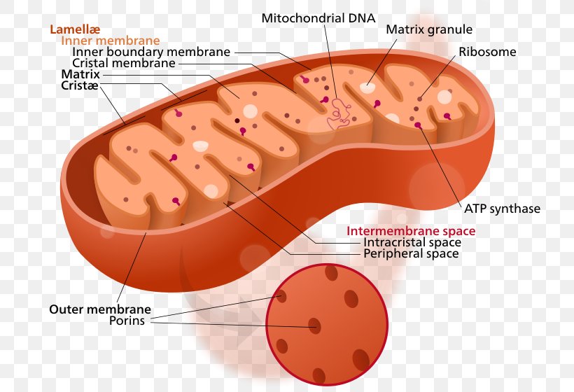 mitochondrion-cytoplasm-cell-organelle-mitochondrial-dna-png