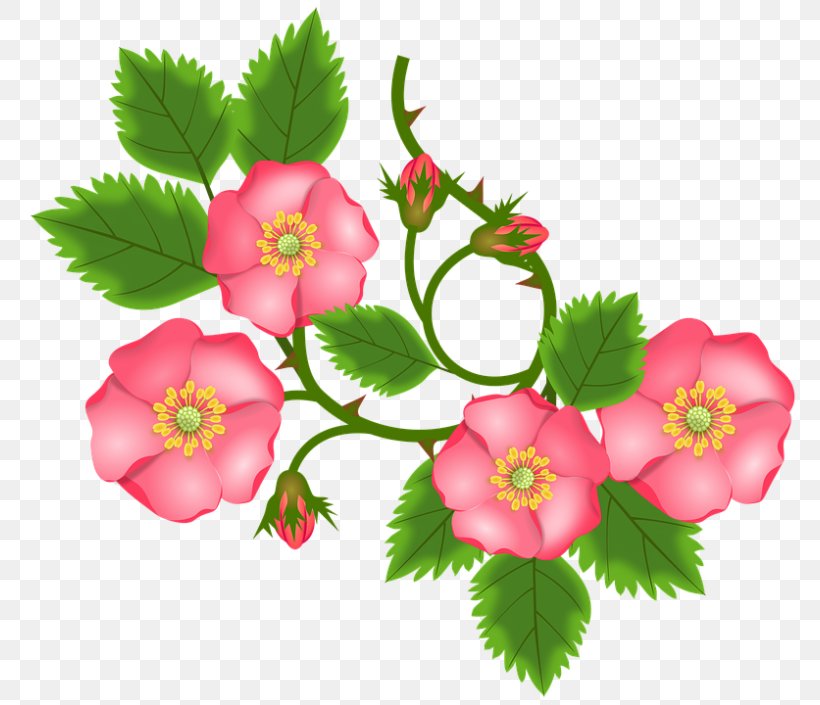 Stock.xchng Image Vector Graphics Clip Art, PNG, 800x705px, Embroidery, Flower, Flowering Plant, Petal, Plant Download Free