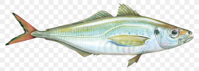 True Tunas Sardine Fish Products Bony Fishes Perch, PNG, 2000x722px, True Tunas, Animal Figure, Bonito, Bony Fish, Bony Fishes Download Free